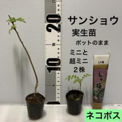 ミニ盆栽素材 実生苗 山椒 ミニと超ミニ2株 - メルカリ