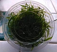 無農薬 ヤナスカップ無し  残り在庫2点限りです。のサムネイル