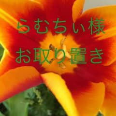 らむちぃ様お取り置き コンビネゾンのサムネイル