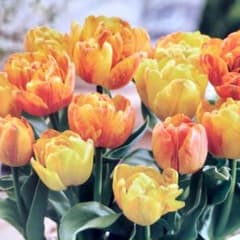 m42620070645_1.jpg?1760964660