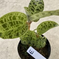 ジュエルオーキッド 宝石蘭 マコデス・ペトラ 群生Eのサムネイル