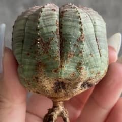 B24944☆オークション☆ 超巨大5cm株！ユーフォルビア オベサ - メルカリ