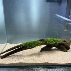 第四種郵便】南米ウィローモス活着流木 31cm - メルカリ