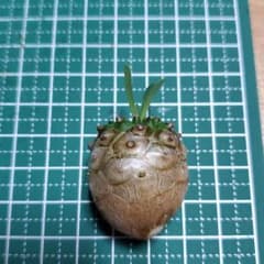 赤鬼さん専用　ユーフォルビア　峨眉山　②のサムネイル