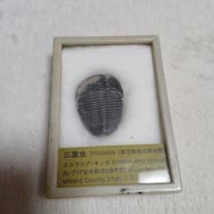 三葉虫標本 Elrathia kingii ユタ州産 - メルカリ