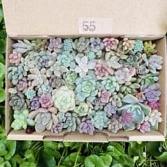 ✾55ちまちま寄せ植え カット苗 多肉植物 寄せ植えセット 詰合せ ゆう