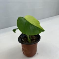 Q194 Monstera Lemon Lime モンステラ レモンライム - メルカリ