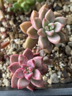 多肉植物 ピーチ姫 ブロンズ姫錦 斑入り - メルカリ
