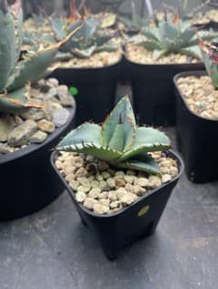 ②発根済み Hidden Agave titanota 'creep' - メルカリ