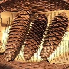 木の実・素材　ドイツトウヒ3コのサムネイル