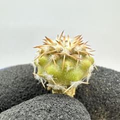 コルムナアルバ 実生 鉢植えメルカリ便送料込み コピアポア コルムナアルバ 孤竜丸 実生 ① - メルカリ