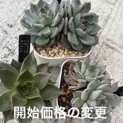 エケベリア おらいさん青ラベル苗【栄養繁殖苗3種セット】 - メルカリ