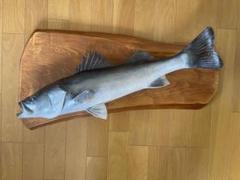 安い魚 剥製の通販商品を比較 | ショッピング情報のオークファン