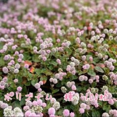 ポリゴナム ヒメツルソバ 種 １００粒のサムネイル