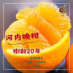 상쾌한 육즙 에히메산 가와치 만감 가정용 7kg 사이즈 혼합