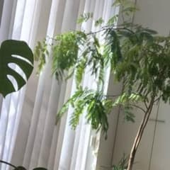 カナデマニア様専用のサムネイル