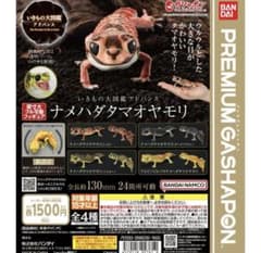ナメハダマオヤモリ カプセルトイ 全4種コンプリートセットのサムネイル