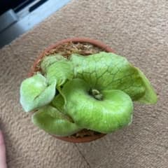 ビカクシダ　ステマリア子株のサムネイル