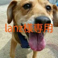 《lanz様購入専用》BabyGカスケットポッピングのサムネイル