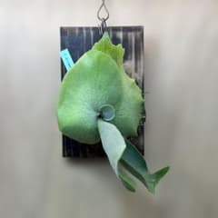 P.willinckii ILF spore - メルカリ