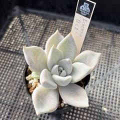 多肉植物 優木園 白くま 抜き苗 - メルカリ