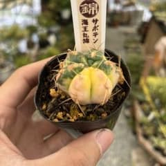 サボテン 海王丸錦 斑入り 抜き苗発送 - メルカリ
