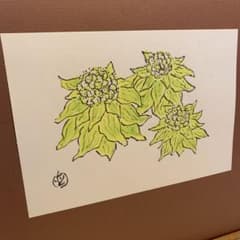 坂本直行　ふきのとう　水彩画　真作　六花亭　銘菓　貴重　北海道 m42774411236_1.jpg?1739688704