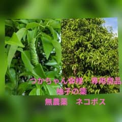 専用商品 柚子の葉 120枚 無農薬 アゲハ餌 - メルカリ