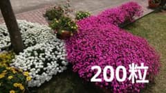お花の種　200粒　シレネ　ピンクパンサーのサムネイル