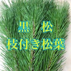 黒松　枝付き松葉　400g 生葉 フレッシュ　松葉　松　松の枝　メルカリ便 黒松 枝付き松葉 400g 生葉 フレッシュ 松葉 松 松の枝 メルカリ便