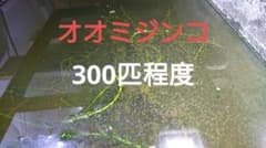 オオミジンコのサムネイル