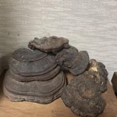 鑑賞用　置物　霊芝　天然霊芝　サルノコシカケ　縁起物　 オブジェ 天然 霊芝 置物 飾り物 標本 サルノコシカケ 4点セット - メルカリ