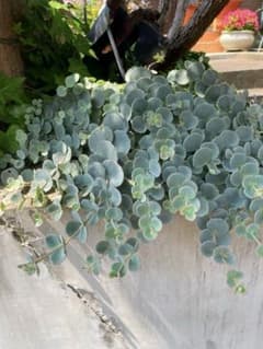 ミセバヤ 多肉植物 観葉植物のサムネイル