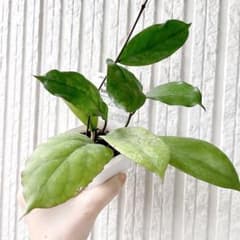 初入荷 ホヤ AH-093MT 希少 Hoya 観葉植物 calm cafe - メルカリ