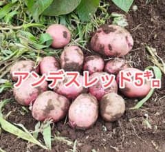 アンデスレッド 5kg　大中小ミックス　土付きのサムネイル