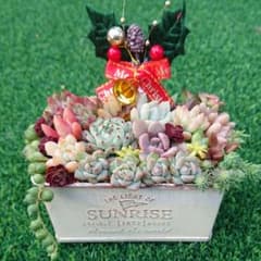 １そのまま飾れる 多肉植物ちまちま寄せ植え Xmasピック付きのサムネイル
