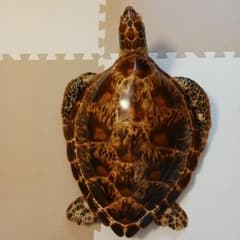 カメの剥製　オブジェ　壁掛け カメの剥製 オブジェ 壁掛け - メルカリ