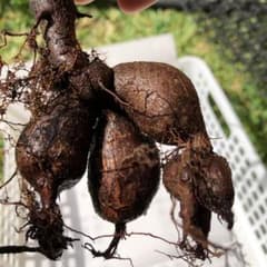 【オペルクリカリア　パプキス】のサムネイル