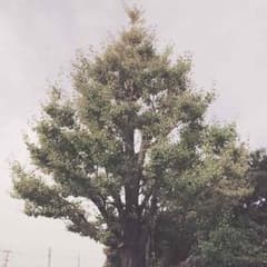 よここ。様専用ページのサムネイル