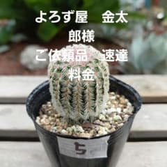 サボテン　紫太陽⑤抜き苗‼️速達料金のサムネイル