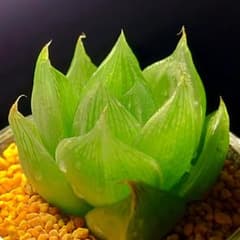 6038 大サイズ パステルローズ 多肉植物 ハオルチア アロエ - メルカリ