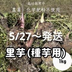 里芋 種芋 芽出し済み そのまま植えられます（農薬不使用）のサムネイル