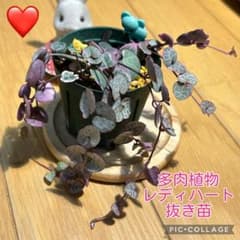 多肉植物 レディハート（斑入りハートカズラ） 抜き苗 根付き ぞうさん