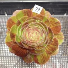 観葉植物 アエオニウム錦❤️ 花月夜❤ 状態図 79 #観葉植物 アエオニウム錦❤️花月夜錦❤️1大頭2子芽12cm 拔き苗