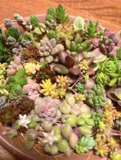 多肉植物 カット苗 ちまちまパック♪のサムネイル