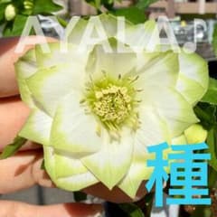 りーちゃん様ご依頼品　曽田園芸　鶯利休かすり　開花株　現品　メルカリ便発送 あっと様専用6粒 クリスマスローズ種 利休セルフ 曽田園芸④ - メルカリ