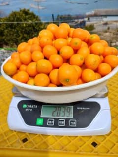 金柑（きんかん）自慢の甘い実（大小玉混合２K箱込）のサムネイル