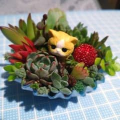 メルカリ便♫多肉植物寄植え♫そのまま飾れる♫ねこちゃんセットChristmas ♡そのまま飾れる♡仲良しねこちゃんのガーデン♬箱庭風多肉植物寄せ