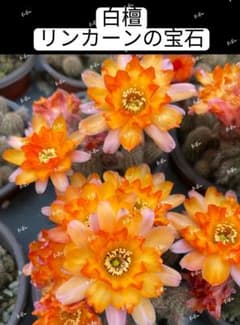 さ*や様 139-リンカーンの宝石 群生苗 人気白檀 花サボテン カキコ