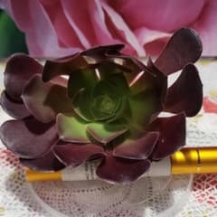 多肉植物。カシミアバイオレット。10×9vm.のサムネイル
